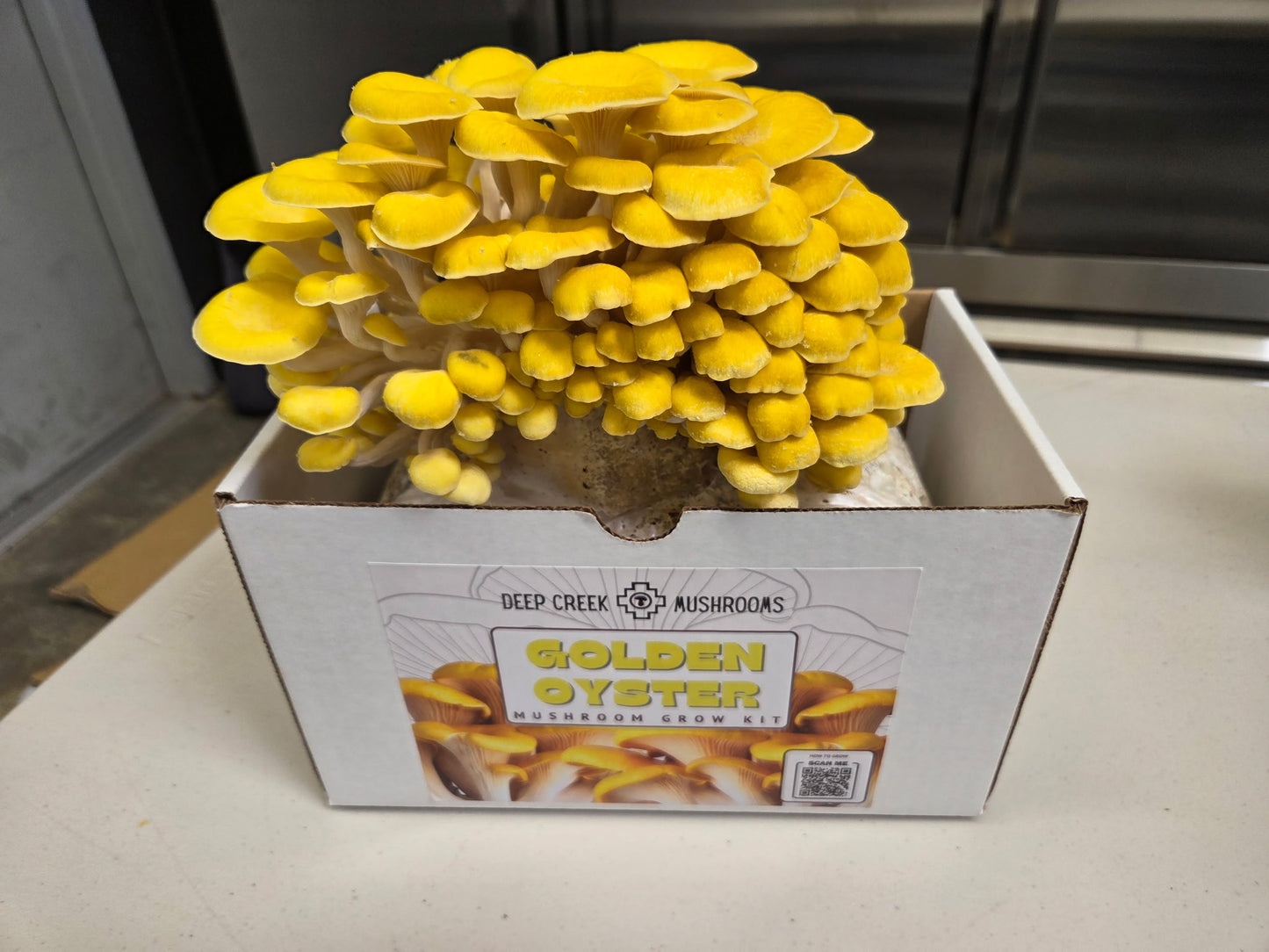 Golden Oyster Mushroom Grow Kit (5LB)