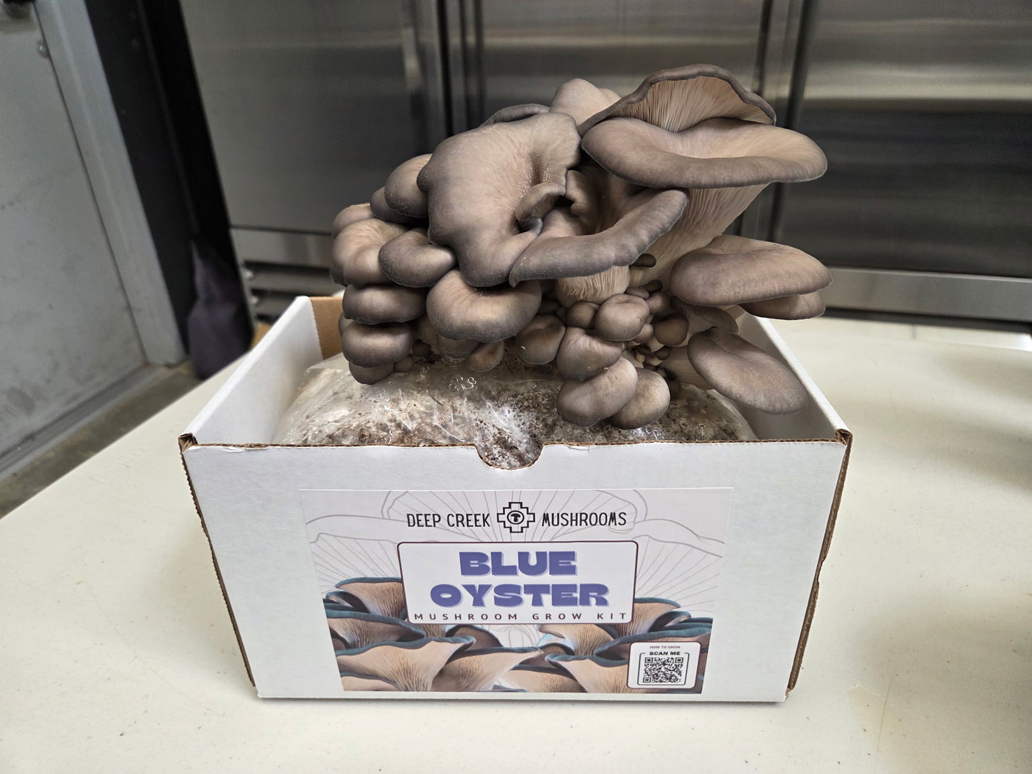 Blue Oyster Mushroom Grow Kit (5LB)