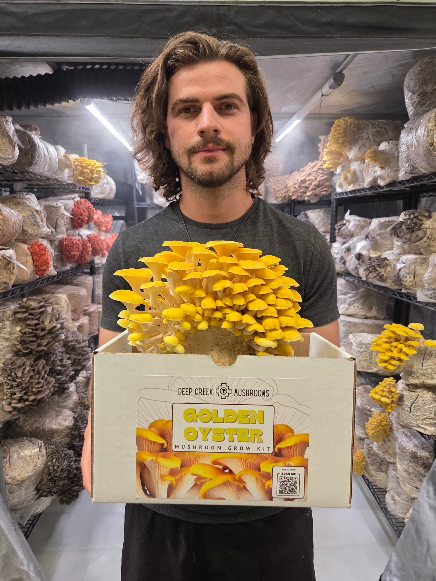 Golden Oyster Mushroom Grow Kit (5LB)