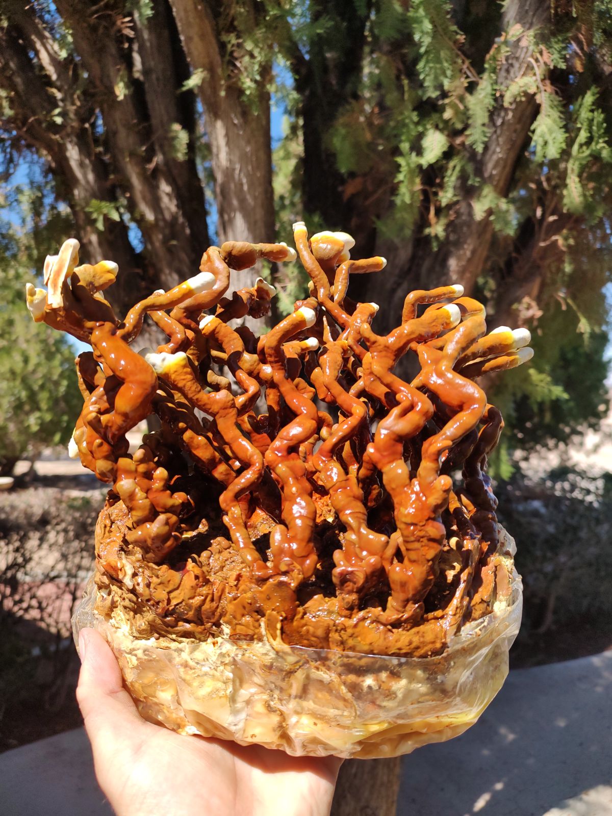 Premium Dried Reishi Mushrooms | USA Grown | Fruiting Body | Deep Creek Mushrooms