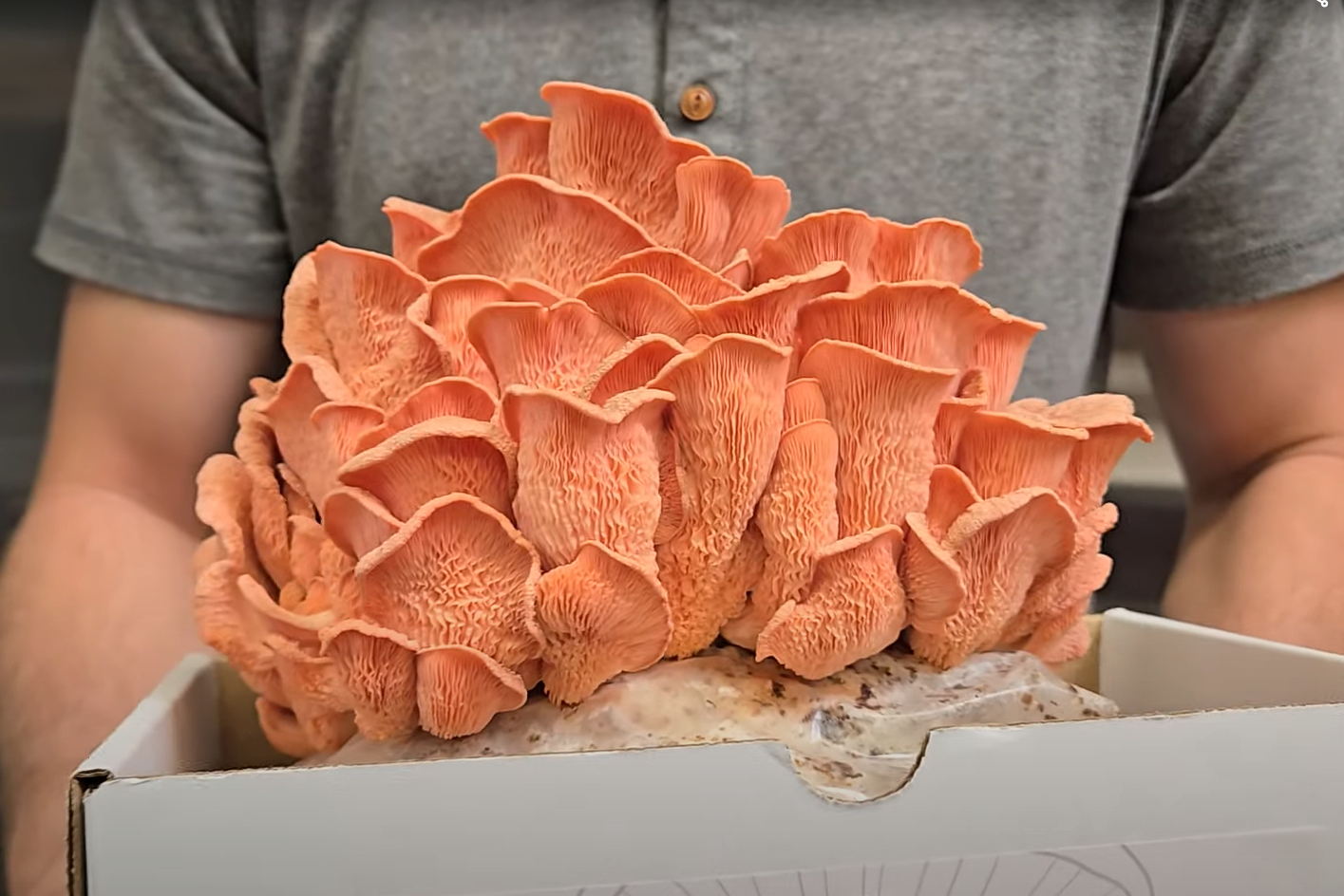 Pink Oyster Mushroom Grow Kit (5LB)
