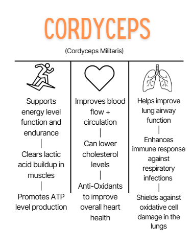 Diagram of Cordyceps benefits including energy support, blood flow improvement, and lung health.