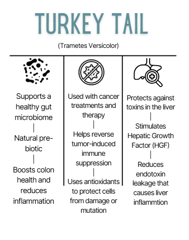 Informational graphic about Turkey Tail (Trametes Versicolor) with icons and text on a white background.