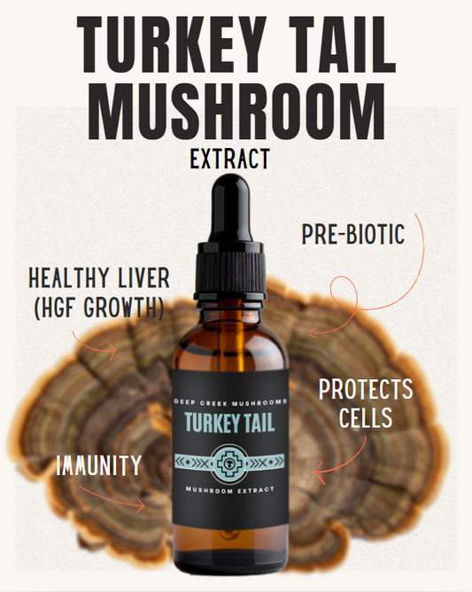 Bottle of Turkey Tail Mushroom Extract with benefits listed on a white background