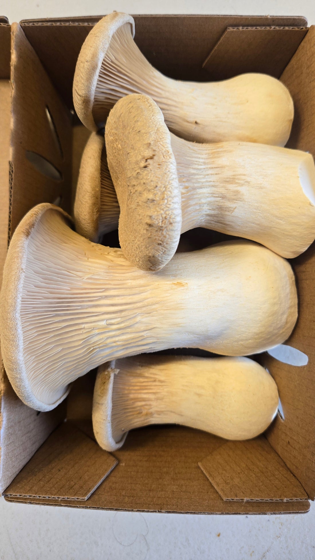 How to Cook King Trumpet Mushrooms