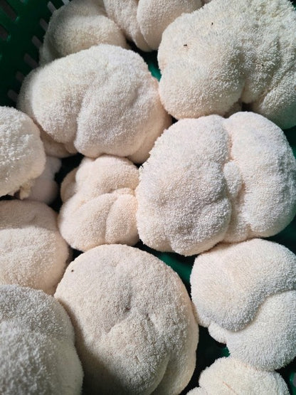 Close up  of Lions mane mushrooms with a green container in the background