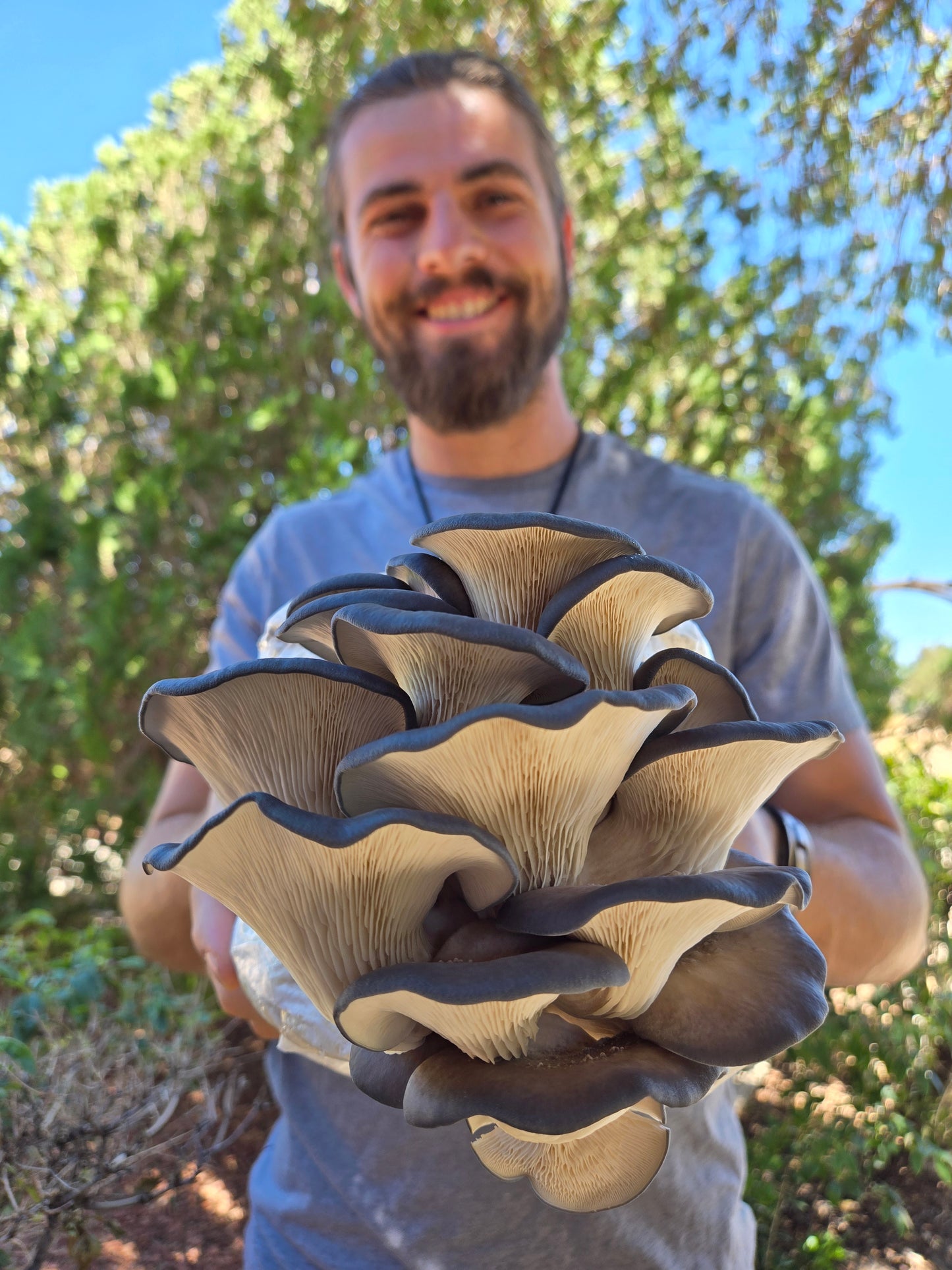 Blue Oyster Mushroom Grow Kit (5LB)