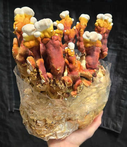 Reishi mushrooms with a hand holding it against a dark background