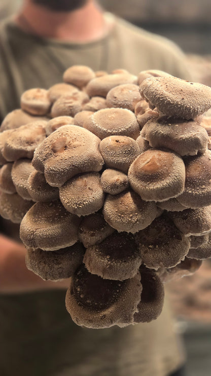 Shiitake Extract | Dual Extracted | Fruiting Body Mushroom