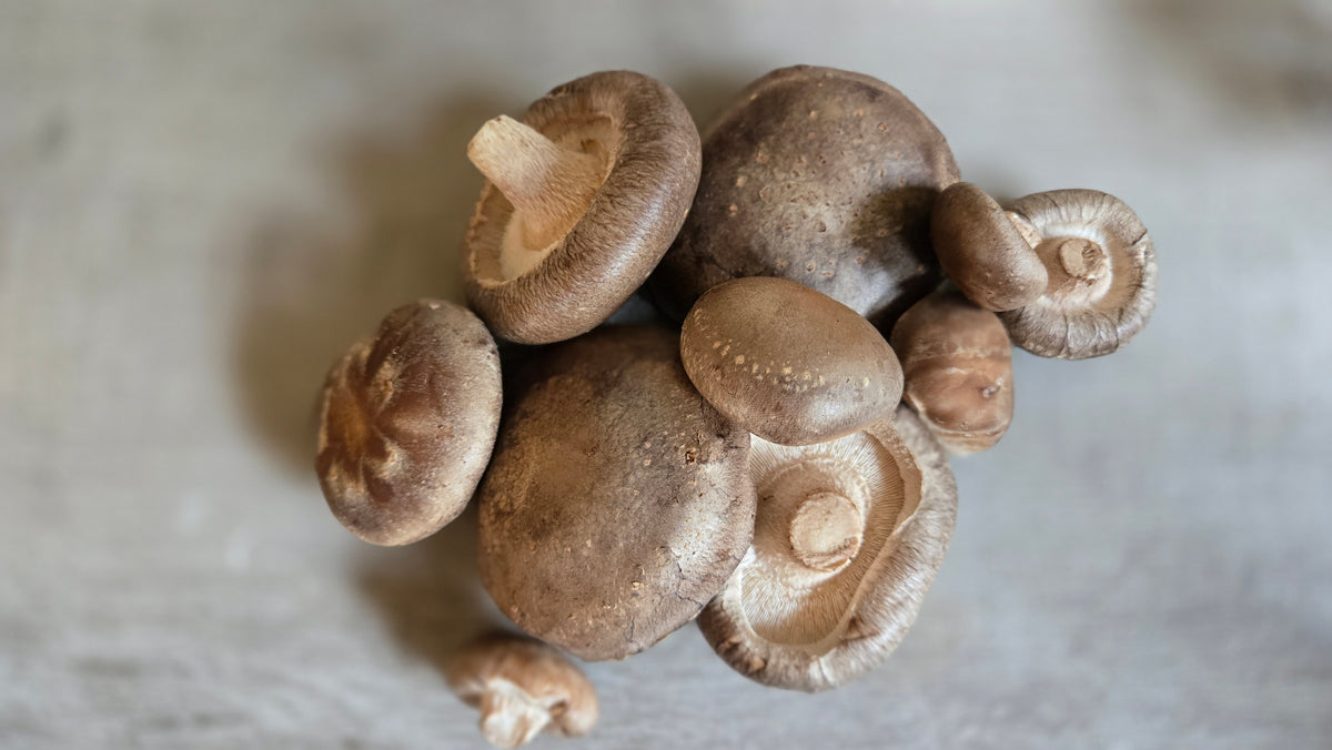 Shiitake Extract | Dual Extracted | Fruiting Body Mushroom