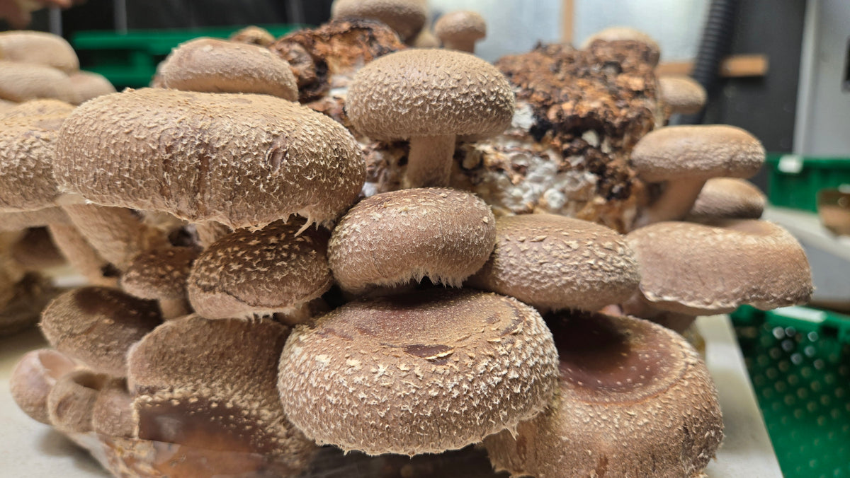 Shiitake Extract | Dual Extracted | Fruiting Body Mushroom