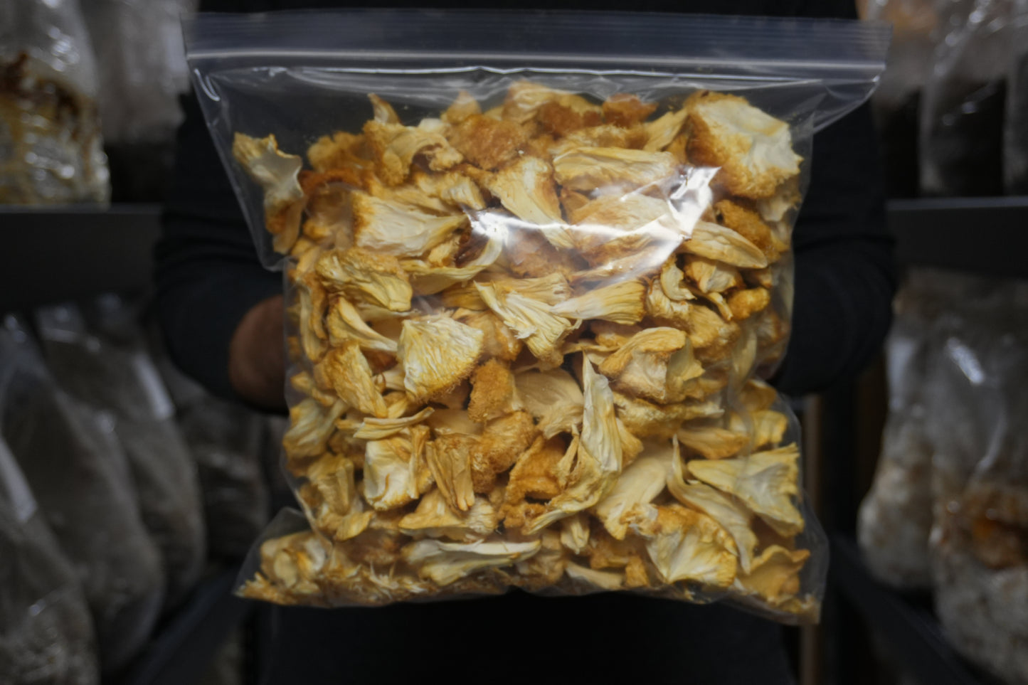 Premium Dried Lions Mane Mushrooms | USA Grown | Fruiting Body | Deep Creek Mushrooms