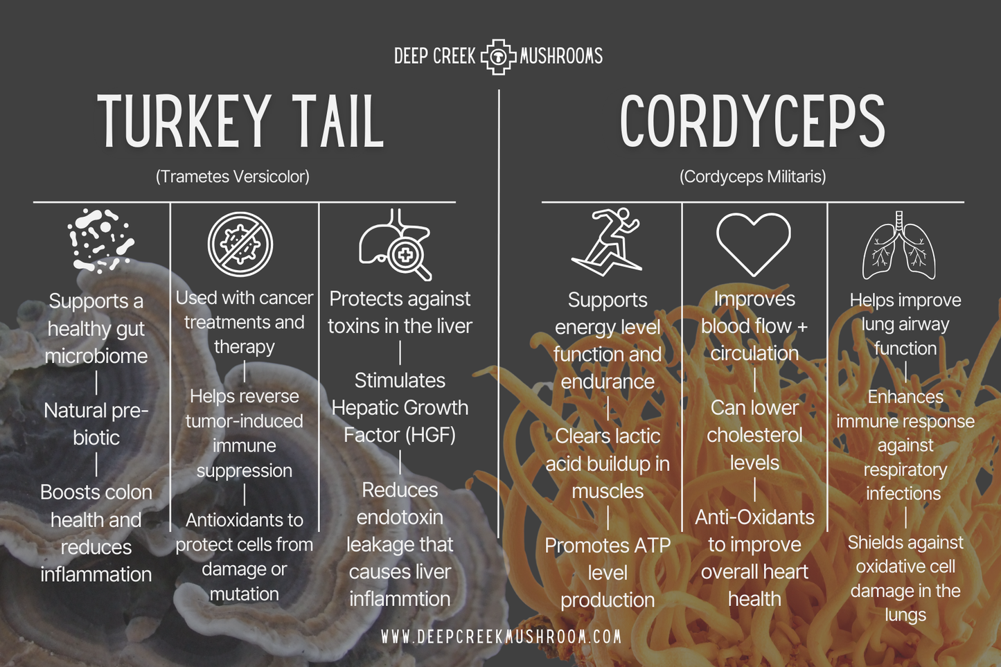 Holiday Mushroom Gift Box / Total Wellness Pack