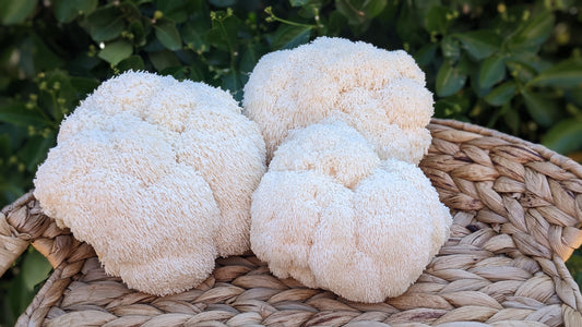 Lions Mane Mushroom Powder | Dehydrated Fruiting Body (3oz) image 1
