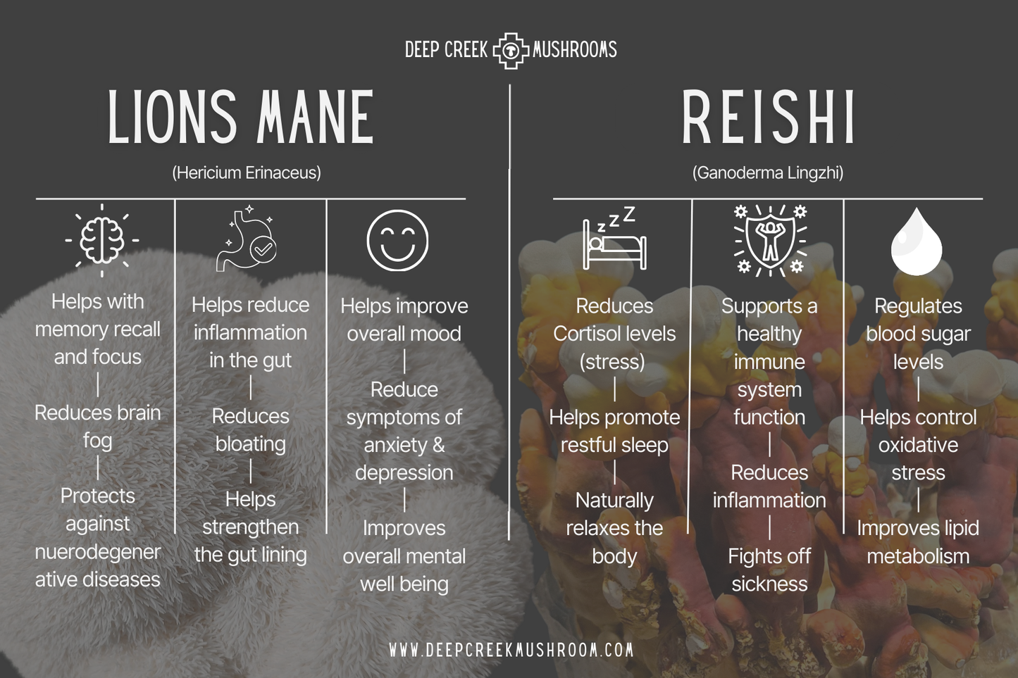 Holiday Mushroom Gift Box / Total Wellness Pack